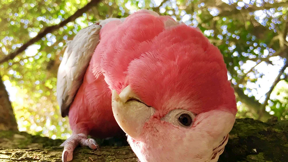 Rosa Kakadu