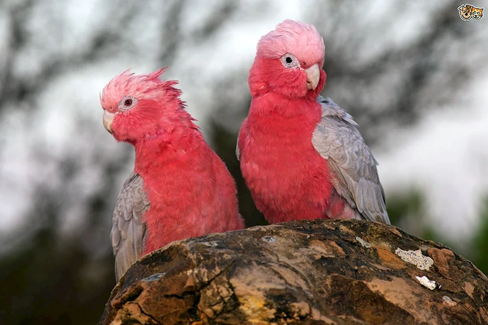 Rosa Kakadu Gala