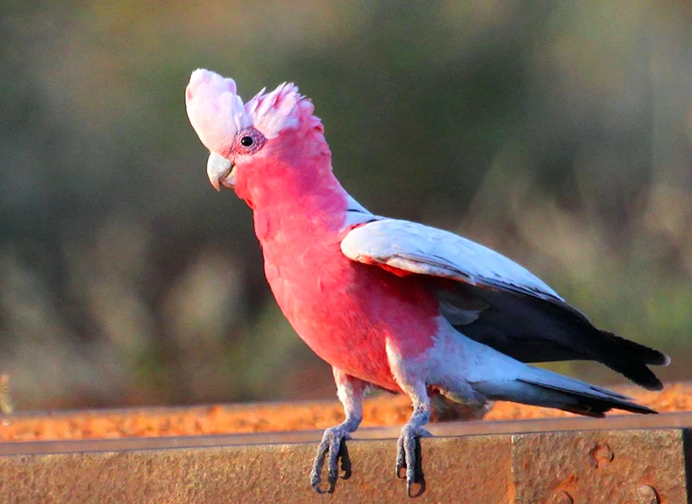 Rosa Kakadu Gala