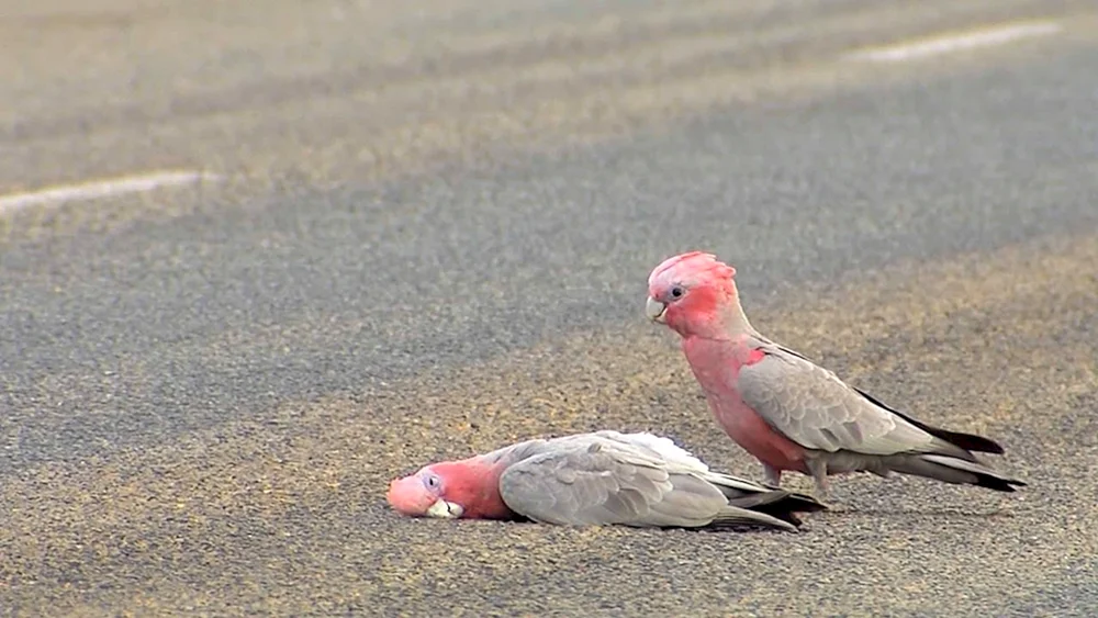 Rosa Kakadu Gala