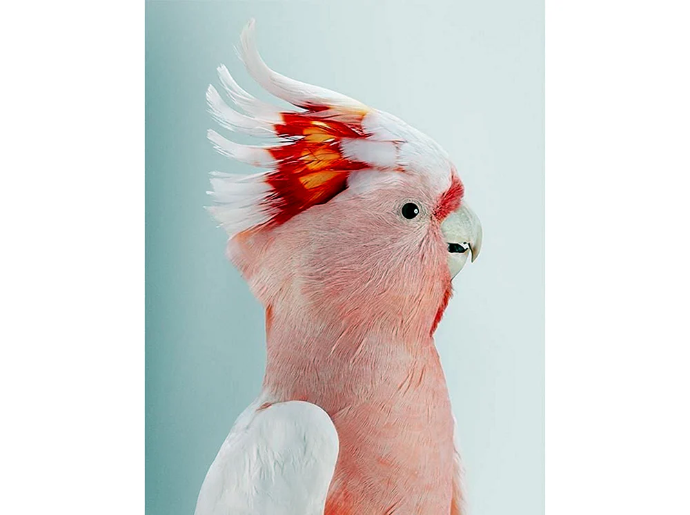 Rosa Kakadu Gala