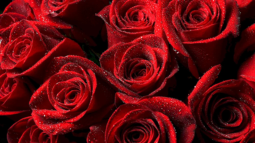 Rote Rosen