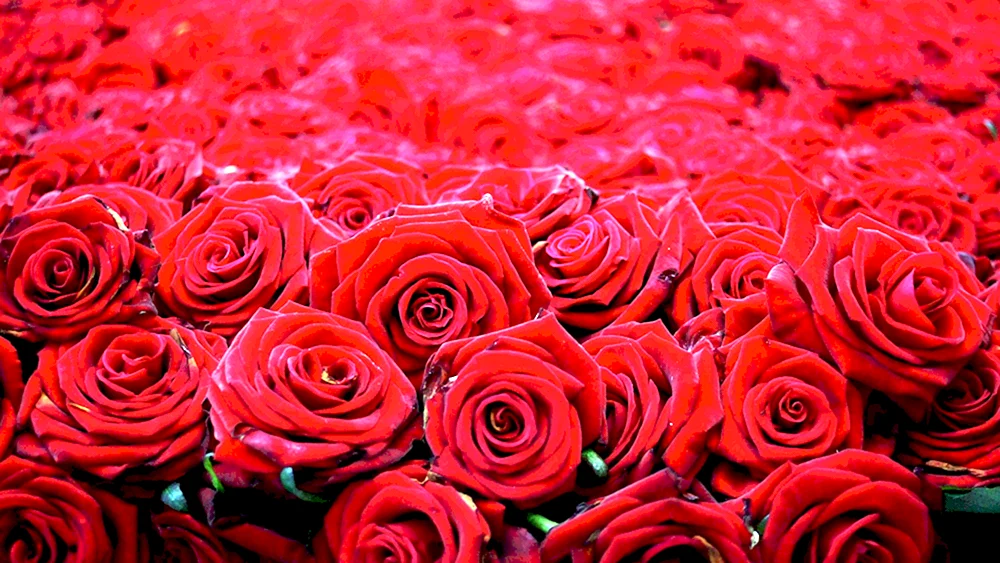 Rosen