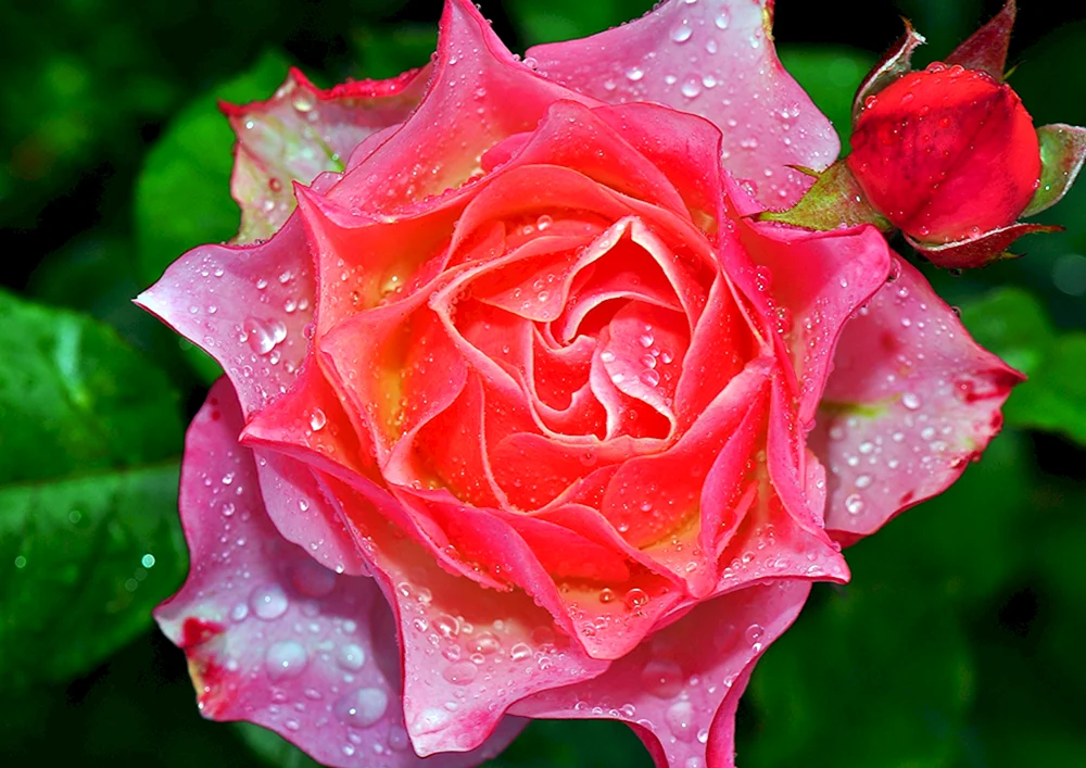 Große Rosen