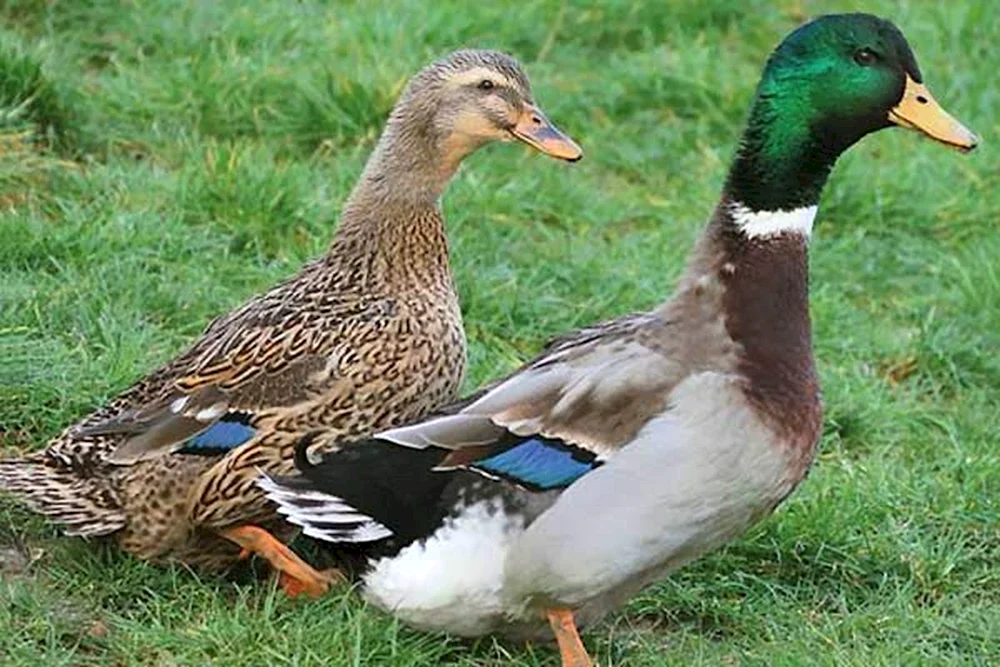 Wildente