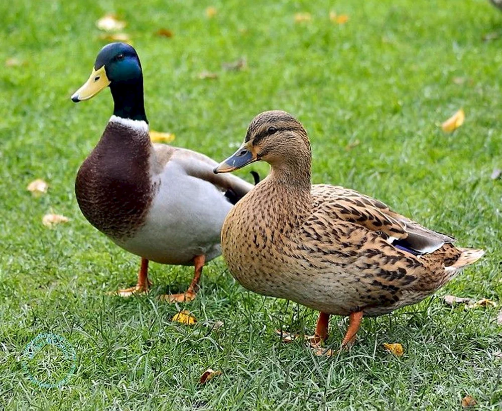 Wildente
