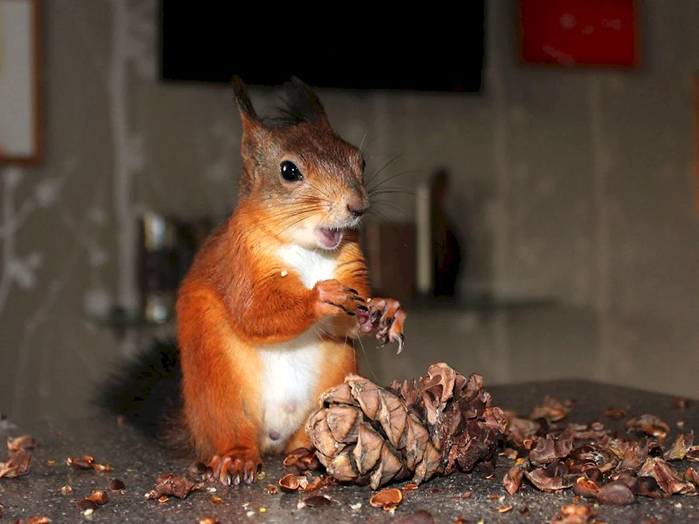 Handhörnchen