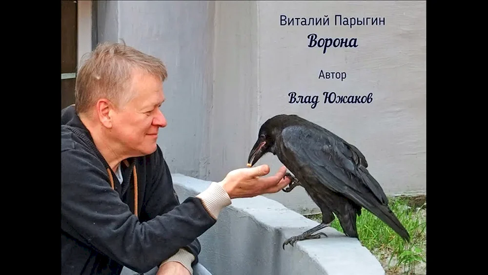Corvus Corax Vogel