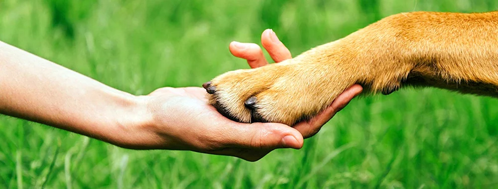 Pfote Hund