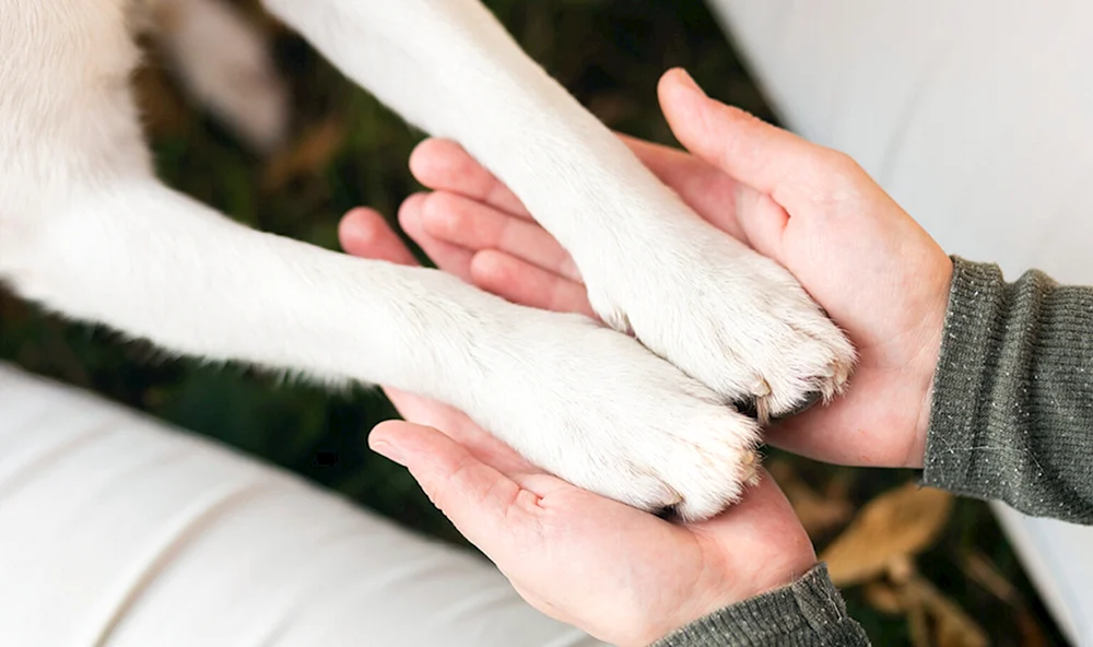 Pfote Hand und Pfote Hund