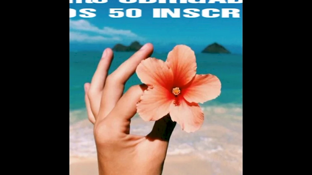 Schöne Rosen