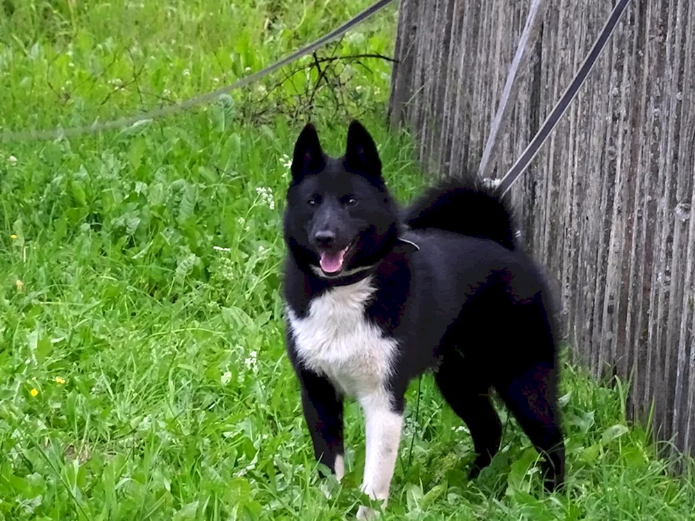 Rusco Europäischer Schlittenhund