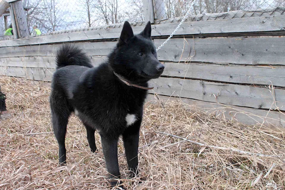 Rusco Europäischer Schlittenhund schwarz