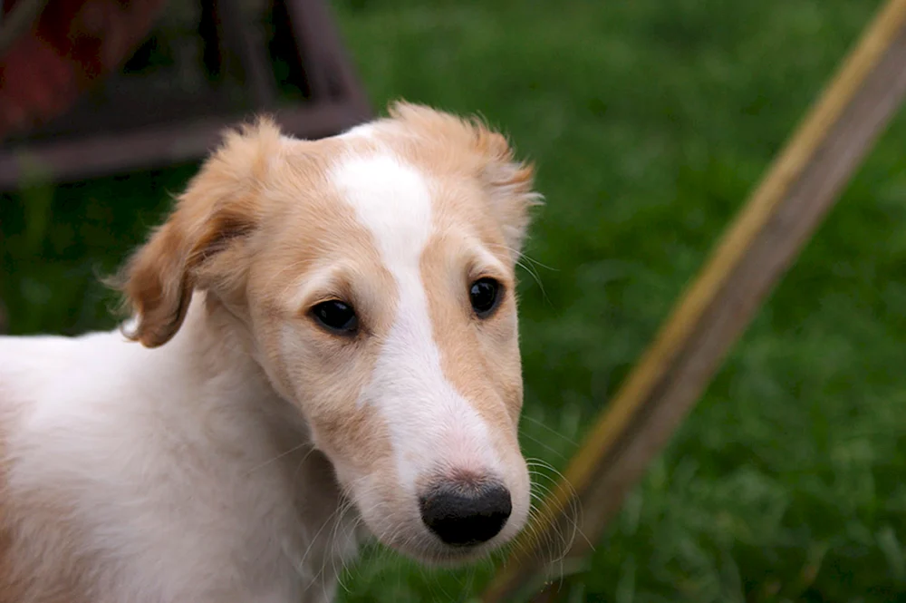 Weißer Windhund Hunderasse