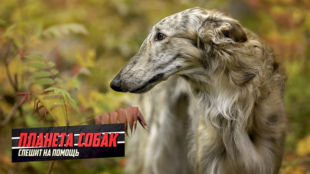 Hortaya Windhund Hunderasse