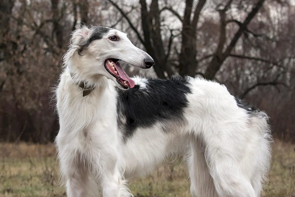 Russischer Windhund-Welpe