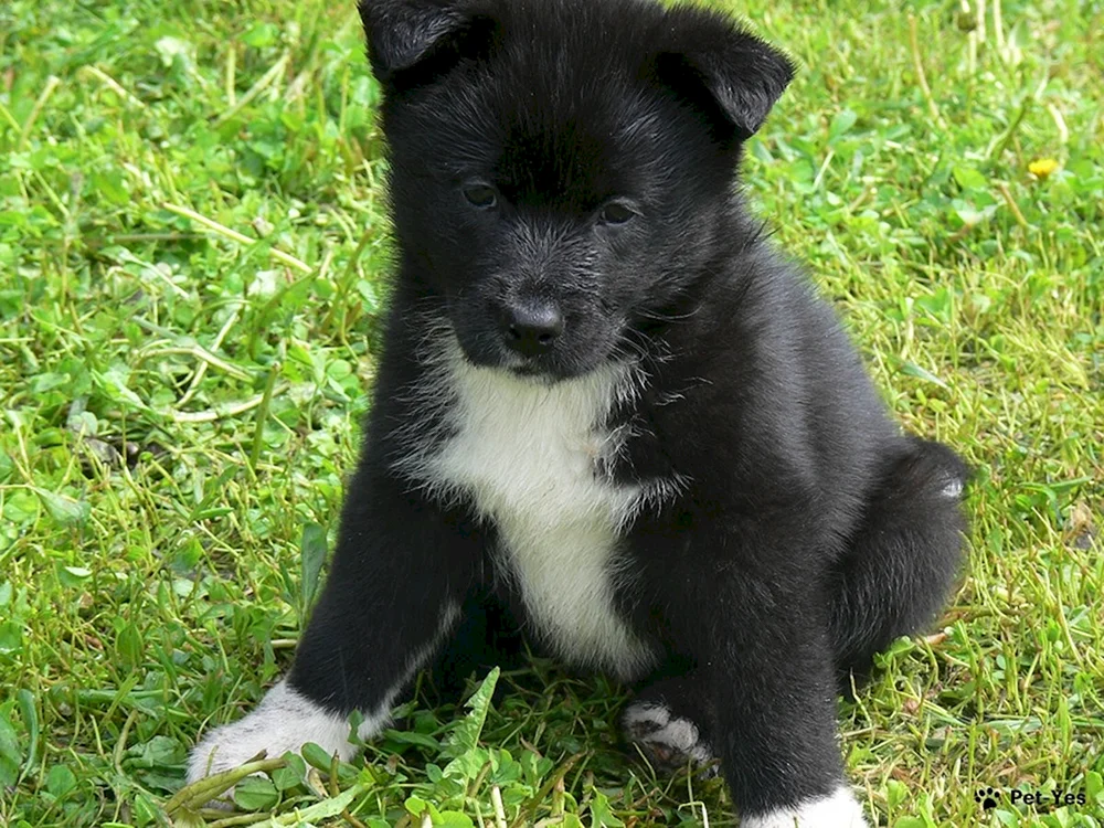 Russisch-Russisch Europäischer Husky