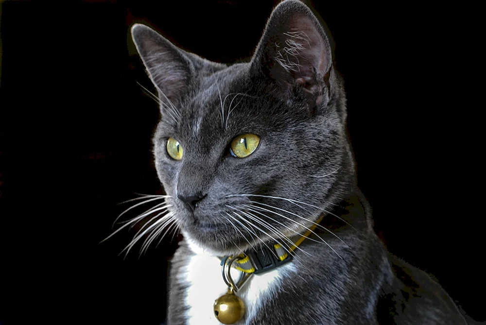 Kartesische Chartreuse-Katze