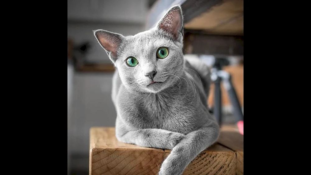 Korat Chartreuse Kartäuser Katze