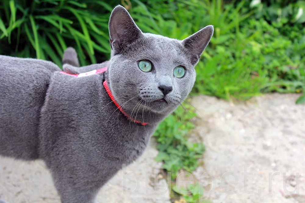 Russische blaue Katze