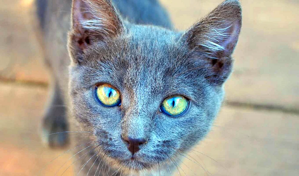 Chartreuse-Katze gestreift