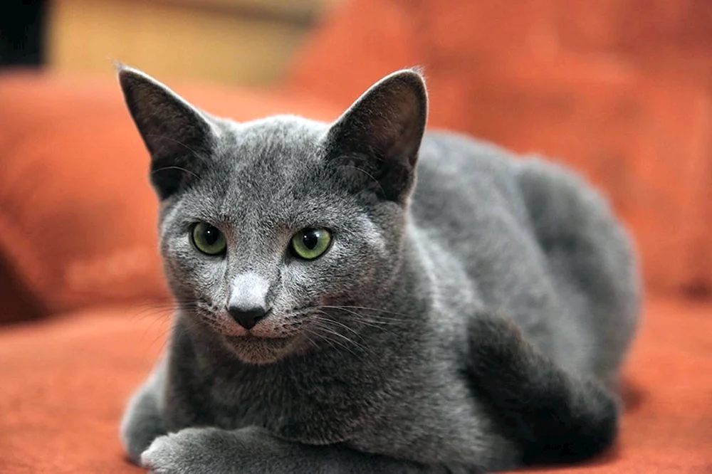 Russisch Blau Katze Rasse