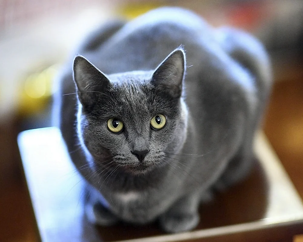 Russische blaue Katze