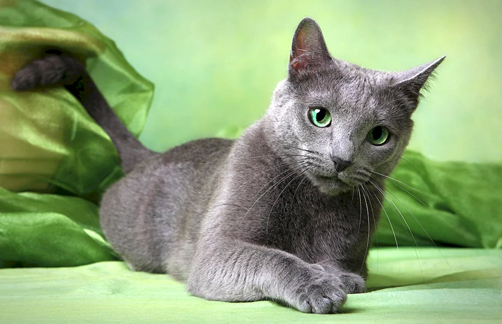 Russische blaue Katze