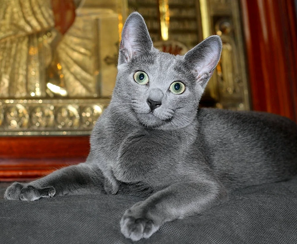 Russische blaue Katze