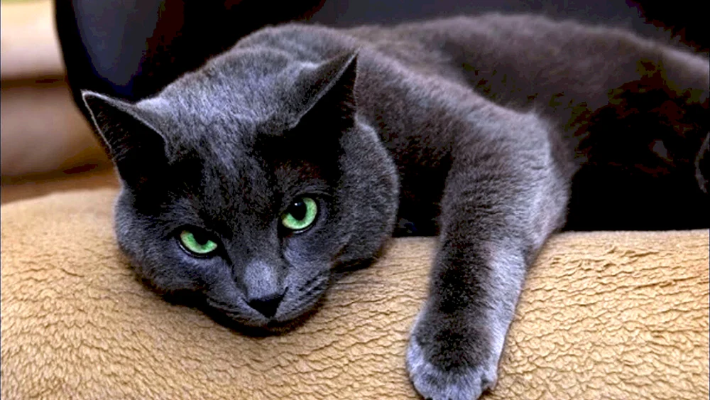 Russische blaue Katze