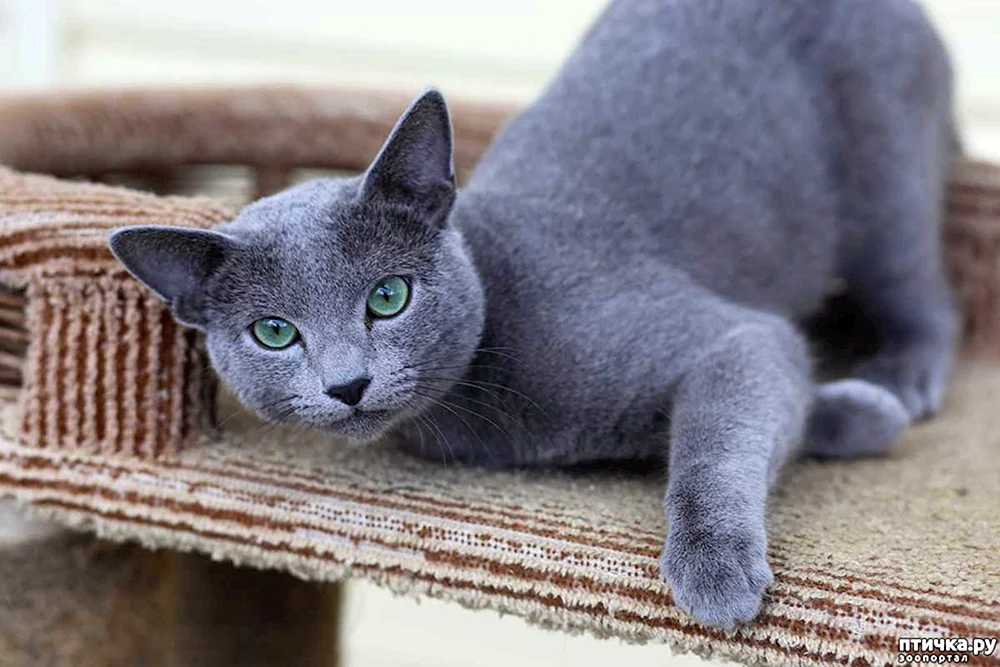 Sibirische blaue Katze kurzhaarig