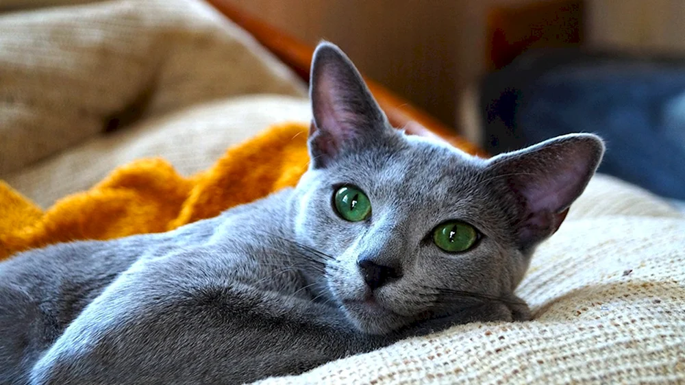 Russische blaue Katze
