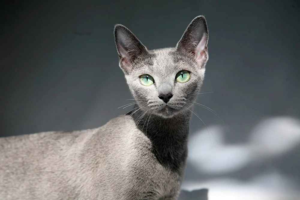 Katzenrasse Corat