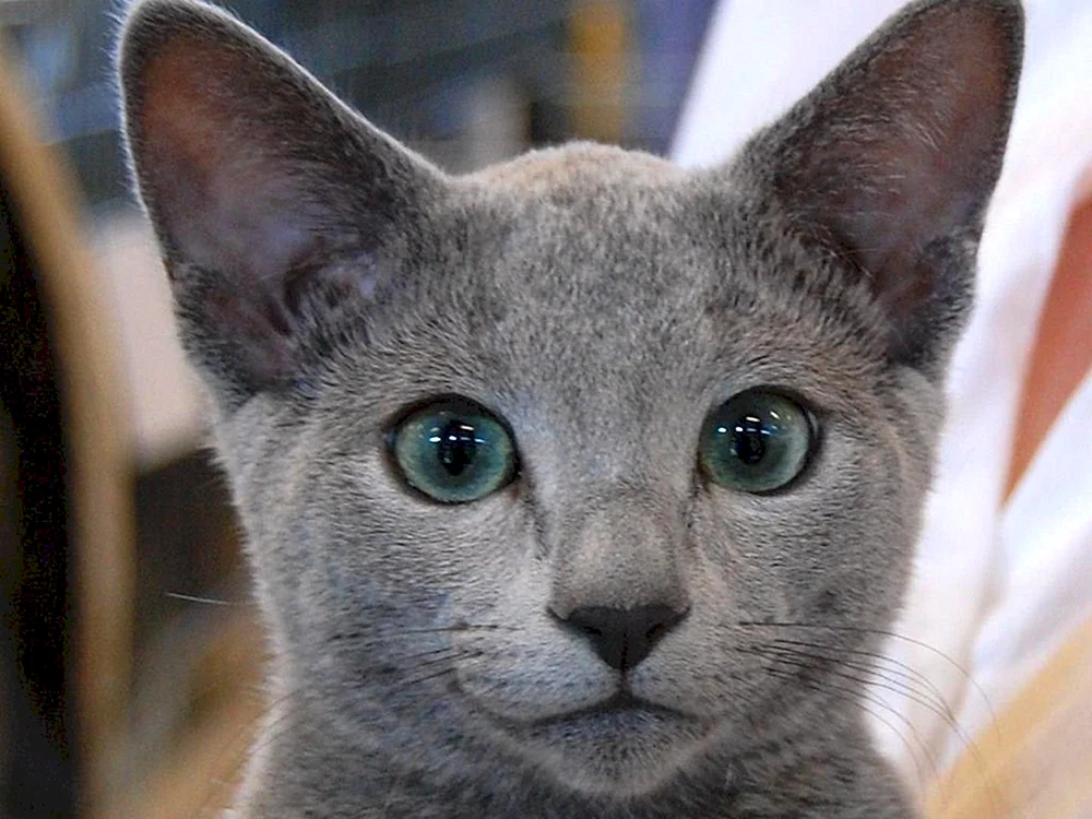 Corat chartreuse Kartesische Katze