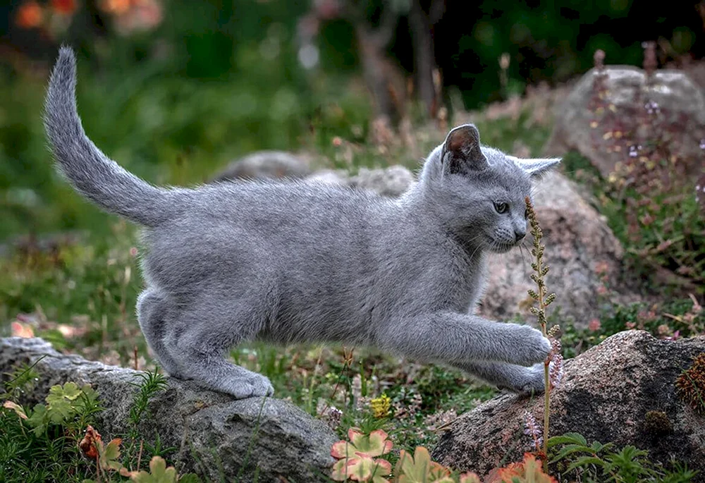 Russisch blau Katze