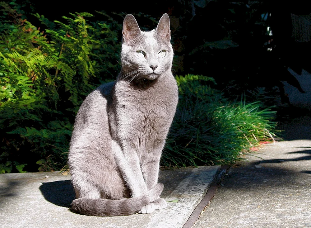 Russisch blau Katze