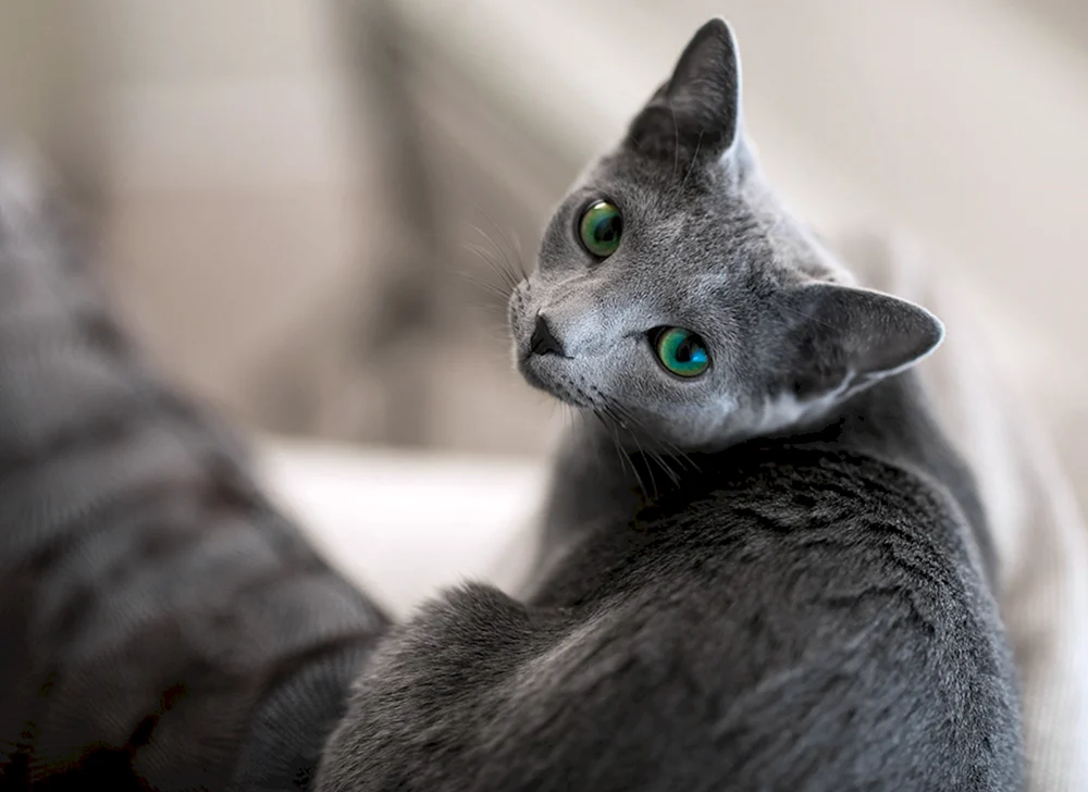 Russisch blau Katze