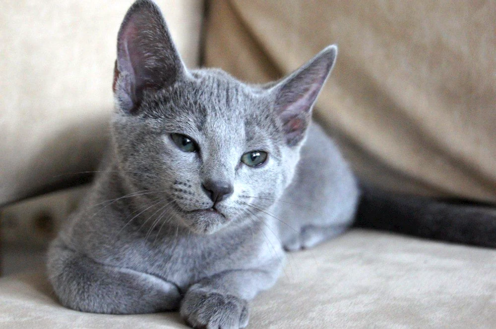Sibirisch blau Katze kurzhaarig