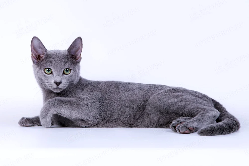 Sibirisch blau Katze kurzhaarig