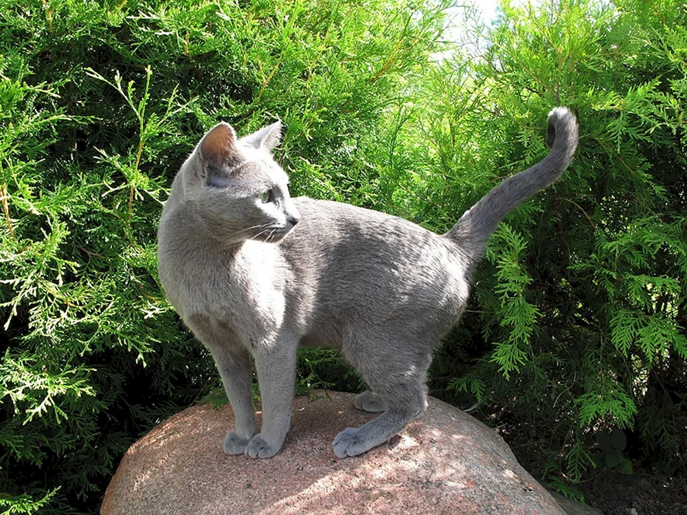 Russische blaue Katze