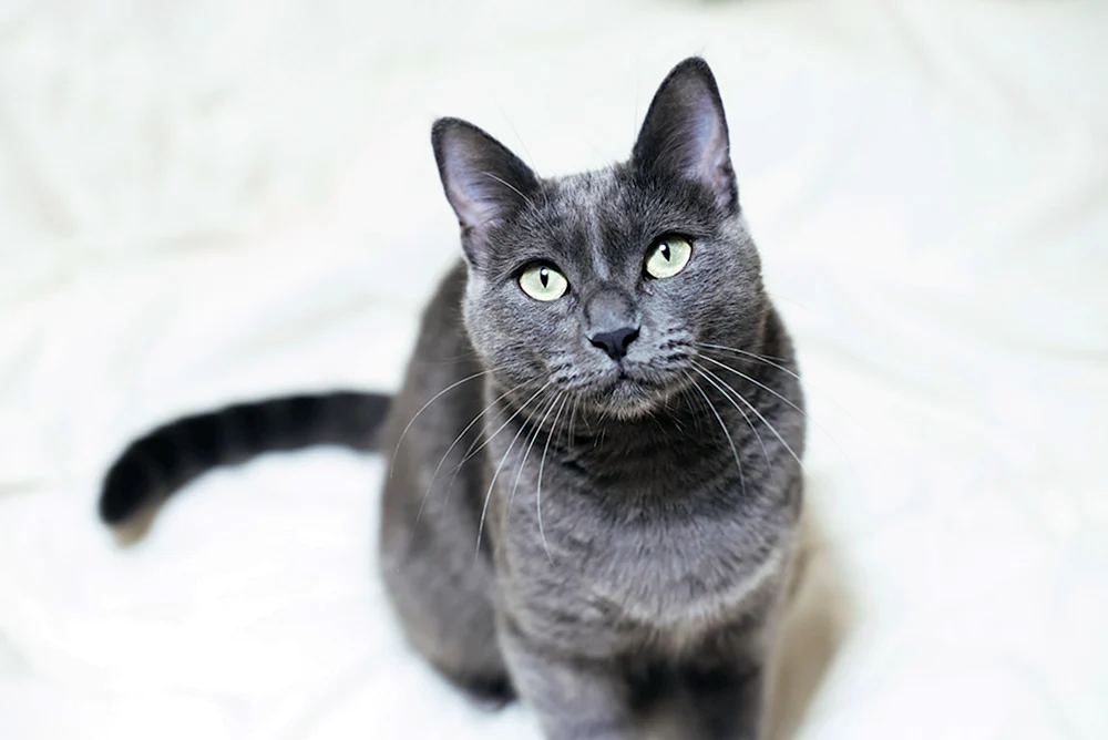 Russische blaue Katze