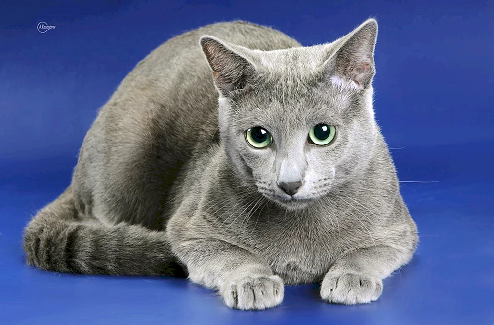 Russische blaue Katze kurzhaarig