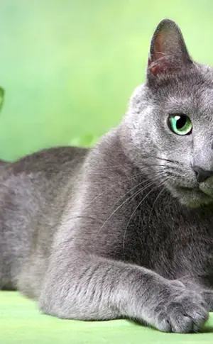 Russisch Blau Katze