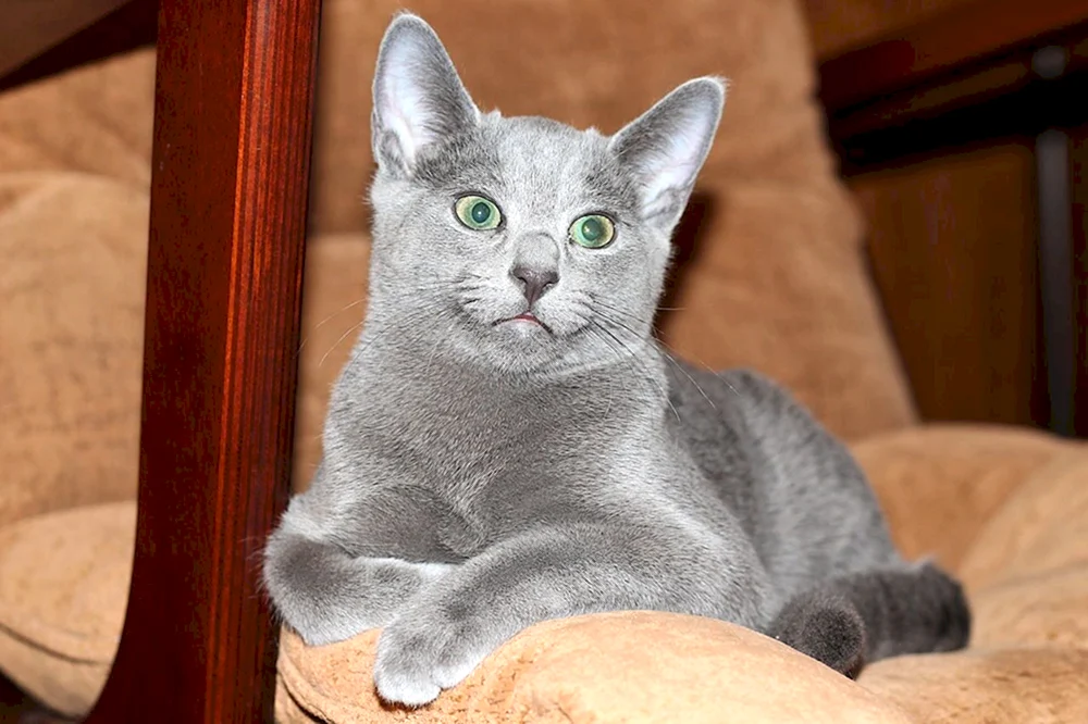 Russische blaue Katze