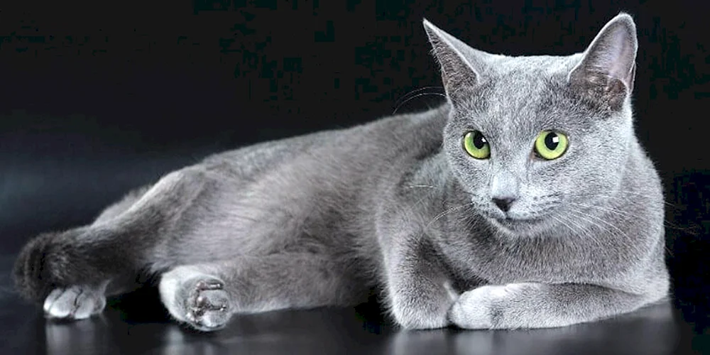Russische blaue Katze