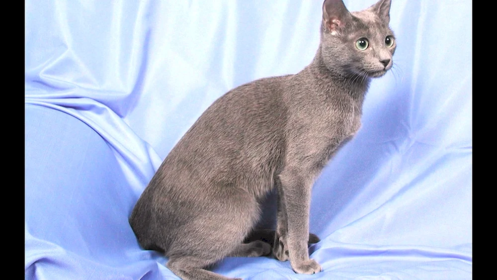 Cartesische chartreuse Katze