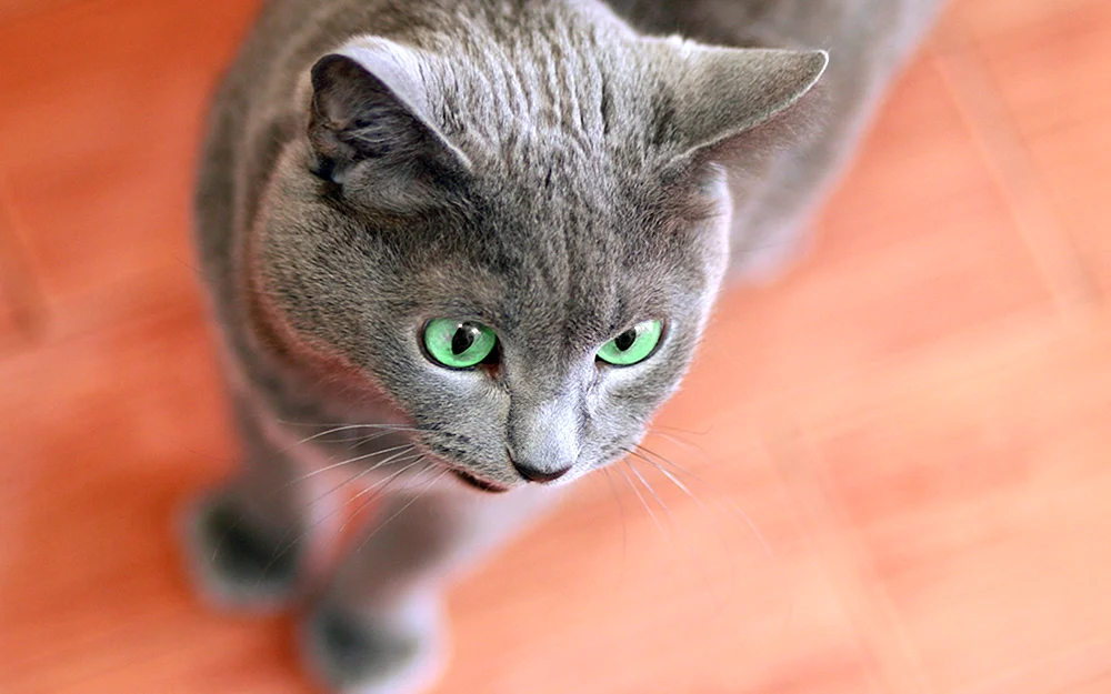 Russische blaue Katze kurzhaarig grau