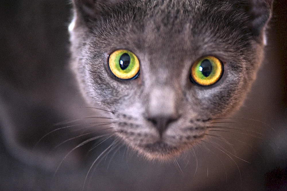 Orientalisch grau Katze