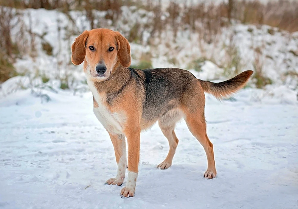 Russischer Jagdhund