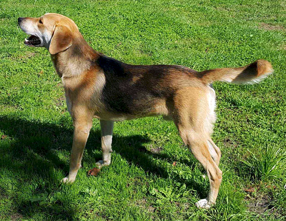 Russischer Jagdhund